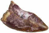 Serrated Triassic Reptile (Postosuchus?) Tooth - Texas #315783-1